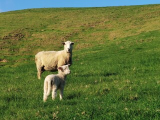 Fototapeta premium sheep on a meadow