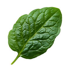 Obraz premium A single watercress leaf showing its vibrant green color and delicate veins, isolated on a transparent background.