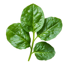 Fototapeta premium A single watercress leaf showing its rounded shape and green color, isolated on a transparent background.