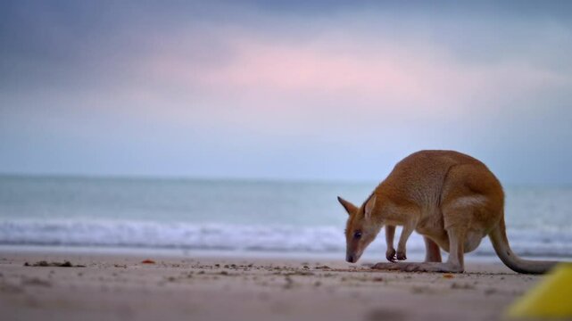 Wild wallaby kangaroo by the sea at seaside beach at Cape Hillsborough National Park, Queensland at sunrise. Cinematic nature documentary of a scenic tourist attraction animal feeding family