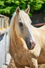 Portrait of a palomino horse resting in the paddock. Beautiful draft horse with white mane and pink spot on the muzzle