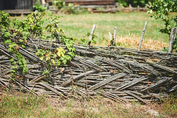 Old rustic wicker fence with Humulus lupulus plant. Traditional handmade wattle fence in the village