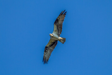 osprey in flight