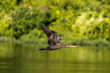 Obraz premium great crested grebe