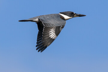 kingfisher in flight