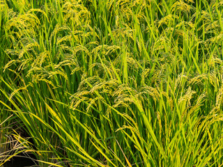 朝日に照らされた稲穂
