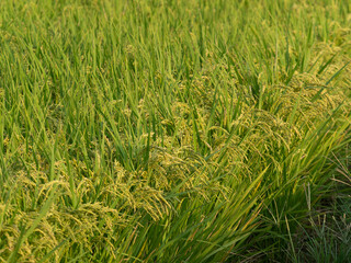 朝日に照らされた稲穂