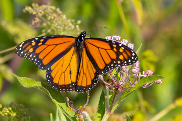 Naklejka premium monarch butterfly on a flower