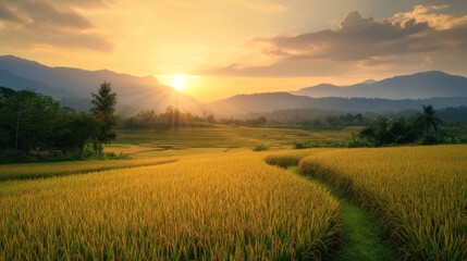 Obraz premium Golden Sunset Over Rice Paddy Fields