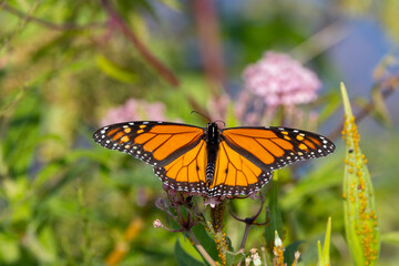 monarch butterfly on a flower