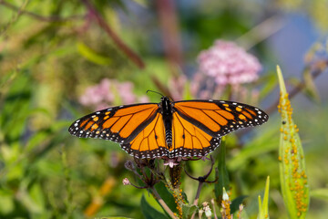 Obraz premium monarch butterfly on a flower