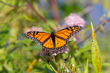 monarch butterfly on a flower