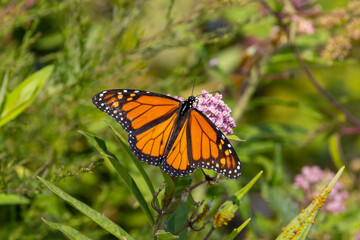 Obraz premium monarch butterfly on a flower