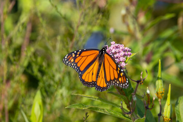 Fototapeta premium monarch butterfly on flower