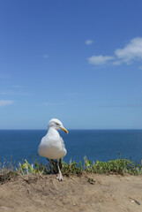 One dove stands on the edge of a cliff by the sea.