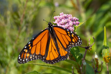 monarch butterfly on a flower