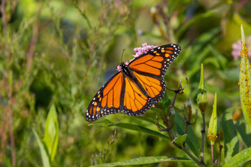monarch on flower