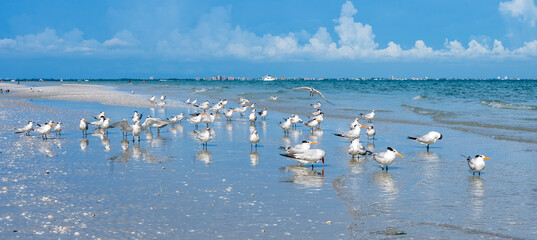Las aves de la isla de Sanibel