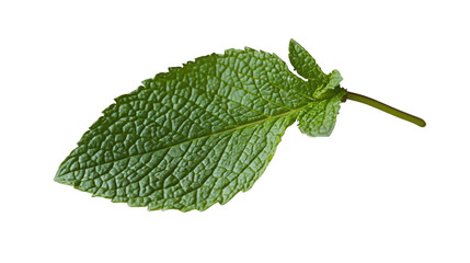 Obraz premium mint leaf on a transparent background