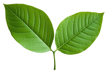 Obraz premium PNG Leaf plant freshness yellow.