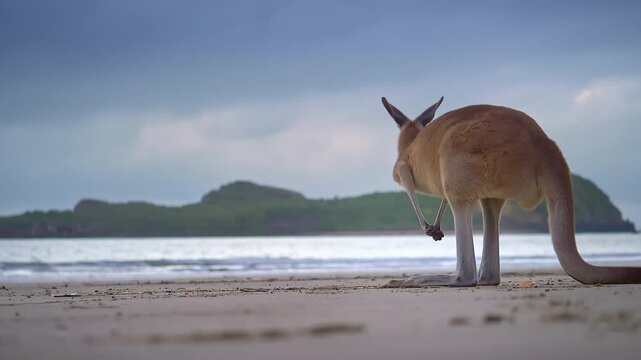 Wild wallaby kangaroo by the sea at seaside beach at Cape Hillsborough National Park, Queensland at sunrise. Cinematic nature documentary of a scenic tourist attraction animal feeding family