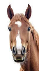 Fototapeta premium Shot of a horse's face against a stark white background for focus