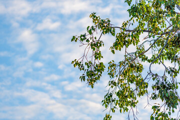 Background of the religious tourist attraction Wat Phra Sri Rattana Mahathat Worahawihan There is a pair of Buddha statues in Phitsanulok. Tourists often come to pay respect.