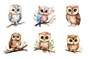 Fototapeta premium Cute Owl Collection Bundle Set Isolated on a Transparent Background