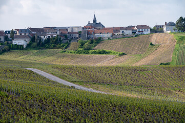 Landscape with green grand cru vineyards near Cramant, region Champagne, France. Cultivation of white chardonnay wine grape on chalky soils of Cote des Blancs.