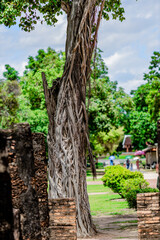Fototapeta premium The background of one of the important tourist attractions in Sukhothai Historical Park, Wat Si Chum, has a large Buddha statue that is hundreds of years old for tourists to learn about its history.
