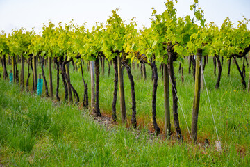 Summer on vineyards of Cognac white wine region, Charente, white ugni blanc grape uses for Cognac...