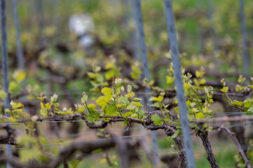 Close up on grand cru Champagne vineyards near Moulin de Verzenay, rows of pinot noir grape plants in Montagne de Reims near Verzy and Verzenay, Champagne, France