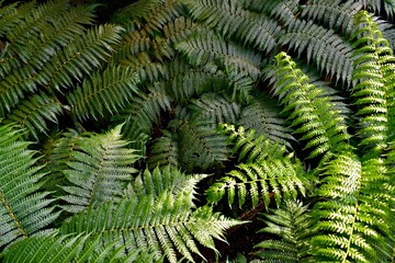 Australian tree fern leaves, Botanical Garden, Birmingham, West Midlands, UK © Olya GY