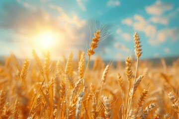 Golden wheat field at sunset with a bright blue sky and fluffy clouds.