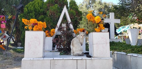 gato en altar