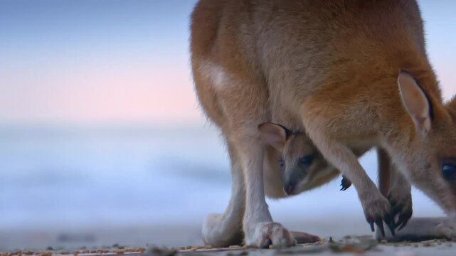 baby kangaroo in mother's pouch. Wild wallaby kangaroo by the sea at seaside beach at Cape Hillsborough National Park, Queensland at sunrise. Cinematic nature documentary