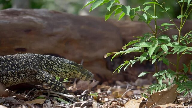 zoom in on lace monitor lizard sunning itself at whitsundays, australia