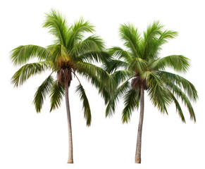 Fototapeta premium PNG Palm tree plant white background tranquility.