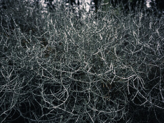 Plant foliage