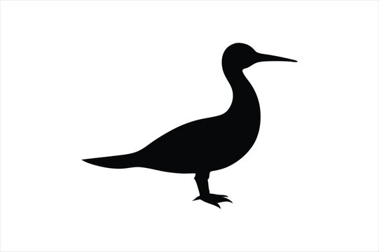 recommend clip art: Little Grebe Bird vector art and illustration