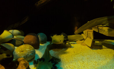 Axolotl in captivity inside a fish tank