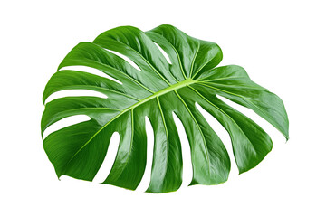 A detailed of a vibrant green Monstera leaf, showcasing its characteristic split and fenestrated shape. The tropical leaf is isolated on a white background.