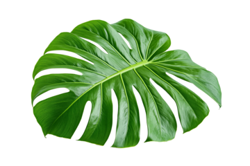 A detailed of a vibrant green Monstera leaf, showcasing its characteristic split and fenestrated shape. The tropical leaf is isolated on a white background.