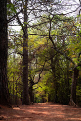Path through the forest park, Caminho pelo parque florestal.