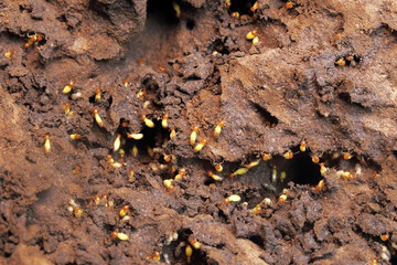 Termites are small insects that live in underground nests and termite mounds. Termites can consume wooden structures of a house and other parts such as wooden floors, windows, doors, and furniture