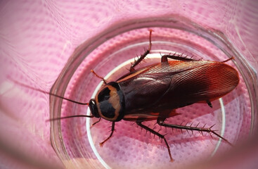 Periplaneta cockroach, known as red cockroach or American cockroach,walking along the wall of the house, fear of cockroach