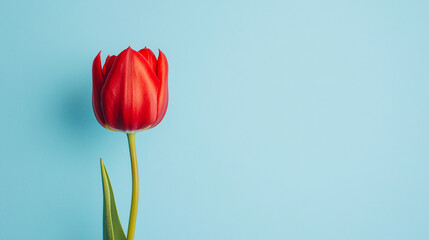 A red tulip on a light blue background