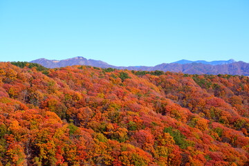 秋の浅間山を彩る美しい紅葉