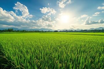 A lush rice paddy field with neat, under a bright, sunny sky, green rows stretching into the horizon , ai