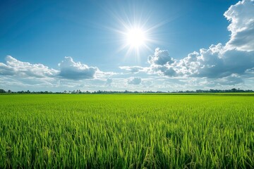 Fototapeta premium A lush rice paddy field with neat, under a bright, sunny sky, green rows stretching into the horizon , ai